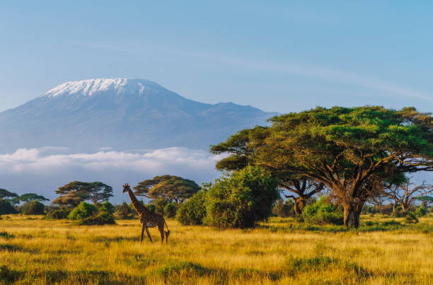 A lone giraffe walking across the African savannah at sunset